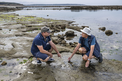 France, Vendée (85), Talmont Saint Hilaire, la Pointe du Payré, foreshore of the Veillon site at low tide, Didier Neault on the left and Jack Guichard on the right mark with chalk the tridactyl fossil traces of bipedal dinosaurs dated around 200 million years old