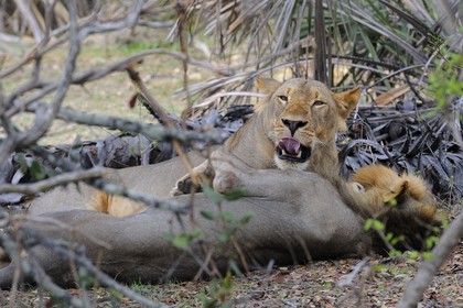 Tanzanie, Reserve de gibier de Selous une des plus grandes zones protégées au monde et inscrite sur la liste du patrimoine mondial de l’Unesco depuis 1982, lions (Panthera leo)