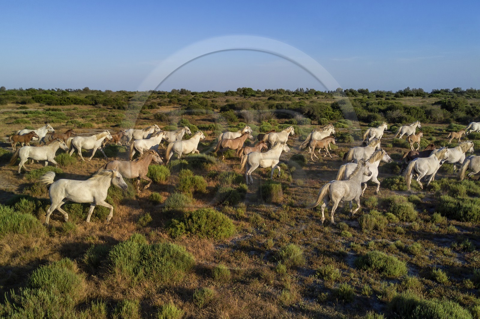 France, Bouches du Rhone, Parc naturel regional de Camargue (Regional Natural Park of Camargue), around Malagroy pond, manade Jacques Mailhan, Camargue horses (aerial view)