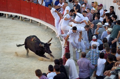 France, Bouches-du-Rhône (13), Arles, la course camarguaise  de la Cocarde d'Or aux Arènes