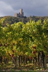France, Bas Rhin, the vineyard at the foot of Castle Ortenbourg