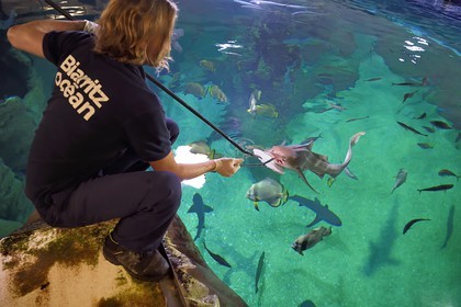 France, Pyrenees Atlantiques, Basque Country, Biarritz, Aquarium - the Sea Museum, Jean Baptiste Nurenberg feeding a zebra shark (Stegostoma fasciatum)