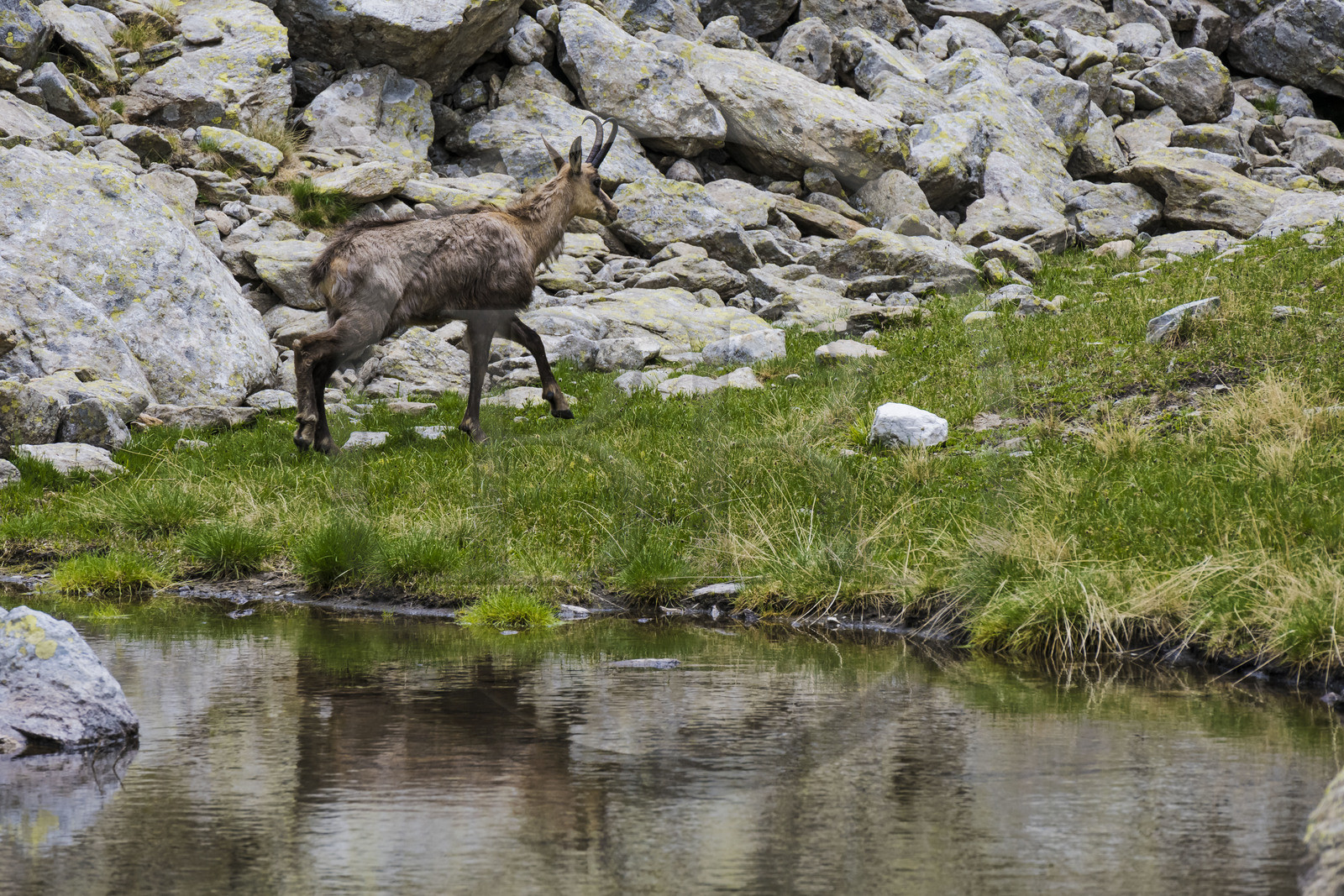 France, Alpes-Maritimes, Parc National du Mercantour (Mercantour national park), Haute Vesubie, Saint Martin Vesubie, Val du Haut Boréon, chamois (Rupicapra rupicapra) towards the Trecolpas lake