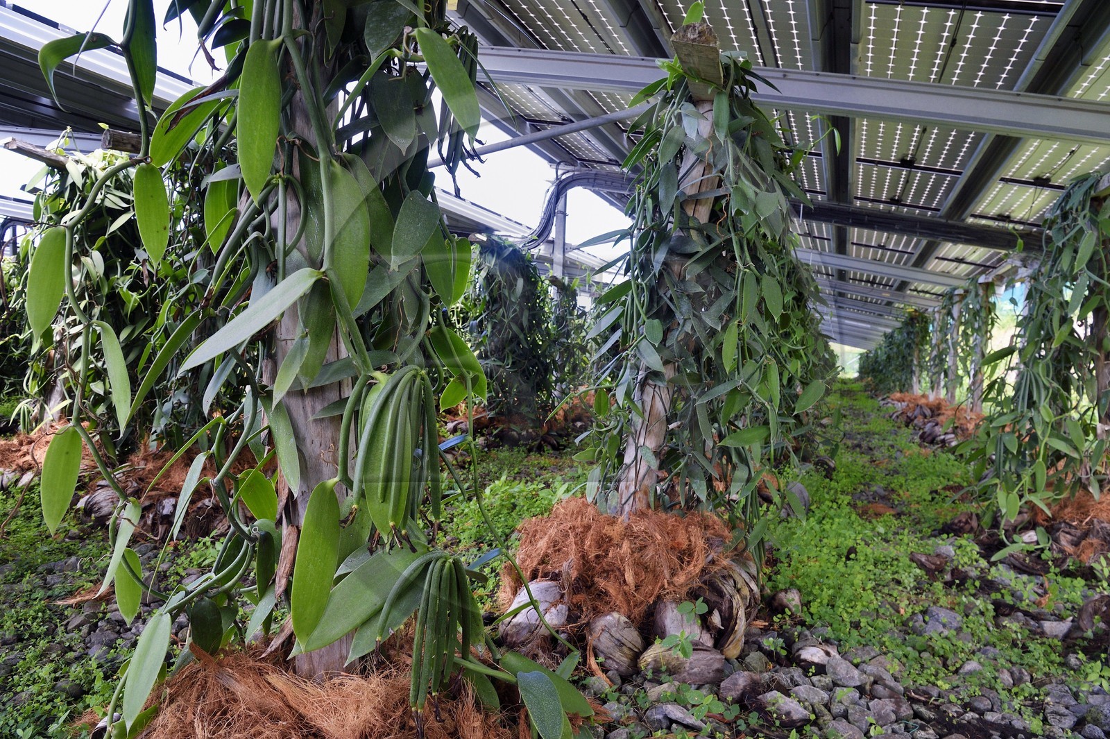France, Ile de la Reunion, Saint-Louis, Domaine de Bellevue, producteur de vanille Planifolia biologique issues d'orchidées cultivées sous cinq hectares de panneaux photovoltaïques qui permettent d'alimenter plus de 1 800 foyers en électricité France, Ile de la Reunion, Saint-Louis, Domaine de Bellevue, producteur de vanille Planifolia biologique issues d'orchidées cultivées sous cinq hectares de panneaux photovoltaïques qui permettent d'alimenter plus de 1 800 foyers en électricité