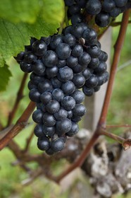 France, Pyrenees Atlantiques, Basque Country, Saint Jean Pied de Port, Ispoure, Domaine Mourguy vineyard, AOC Irouleguy, tannat grape variety