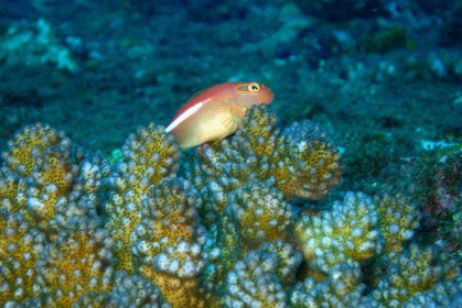 France, île de la Réunion, le récif corallien du lagon de la plage de Saint-Gilles et de l'Ermitage (vue sous-marine)