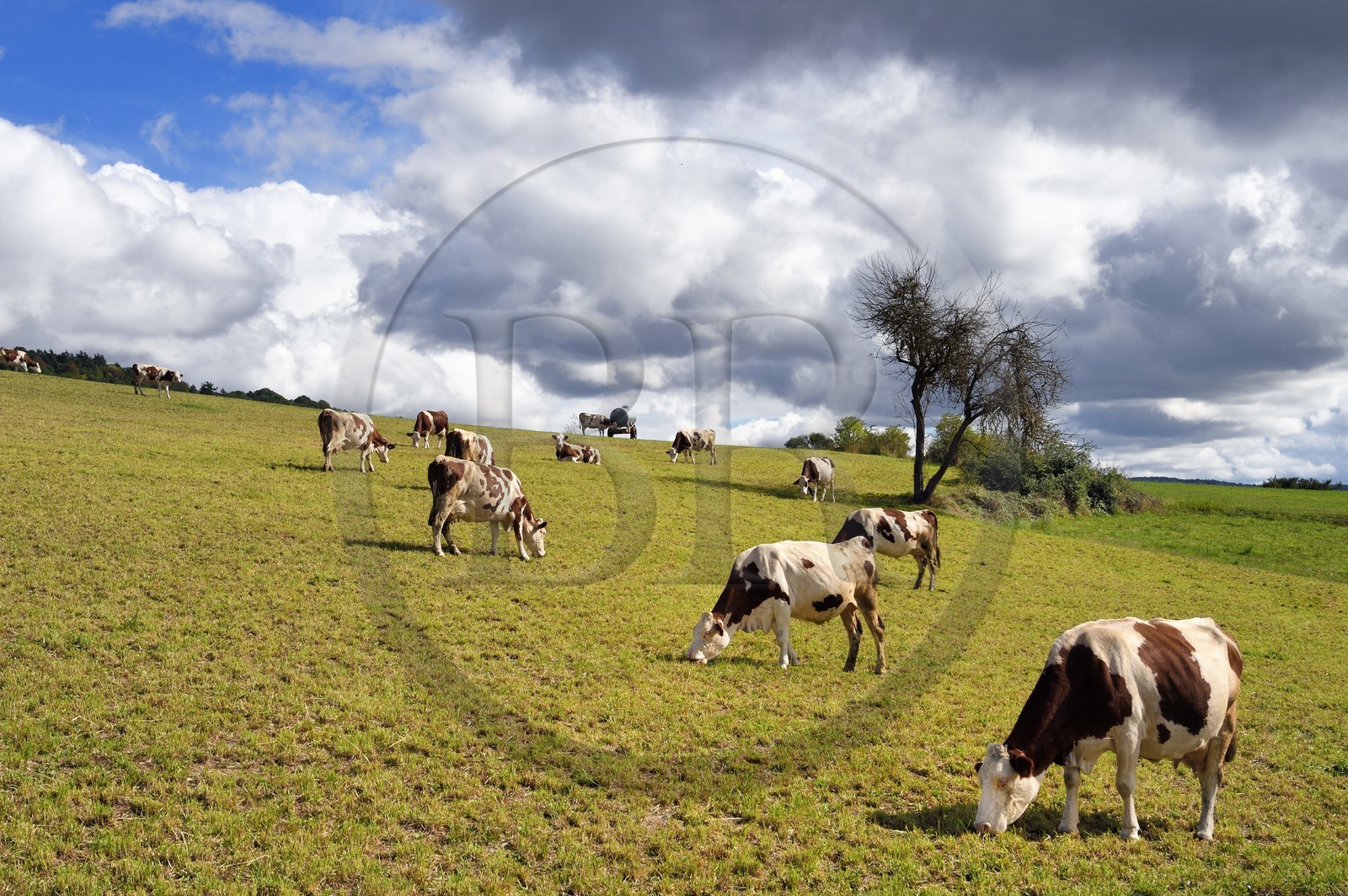 France, Cantal (15), Auriac de Faverolles, troupeau de vaches en bordure des Gorges de la Truyère