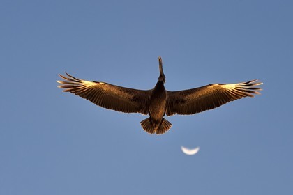 Caribbean, Dominica Island, Mero on the west coast, Brown Pelican (Pelecanus occidentalis)