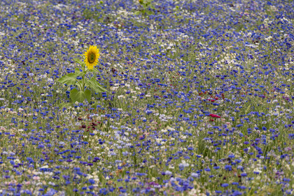 France, Maine-et-Loire, Loire valley listed as World Heritage by UNESCO, Saumur, field of cornflowers (Cyanus segetum) and sunflower