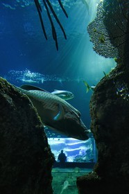 France, Pyrénées-Atlantiques (64), Pays-Basque, Biarritz, l'Aquarium - le Musée de la Mer, poisson napoléon (Cheilinus undulatus)