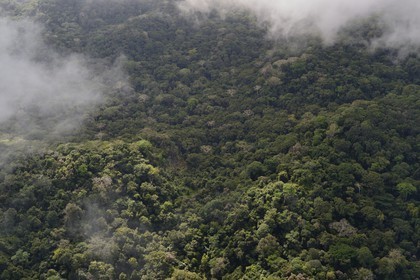 Panama, forêt tropicale aux abords du Canal de Panama (vue aérienne)