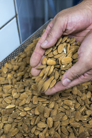 France, Vaucluse, Saint Didier, In the Nougats Silvain workshop,  nougat makers peasant, Charles-Henri Bagnol makes a slab of black nougat, weighing the roasted almonds