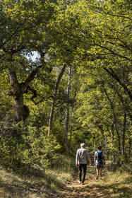 France, Var (83), Provence Verte, Bras, Académie du Bain de Forêt Provençale, forêt du domaine Le Peyrourier - une campagne en Provence