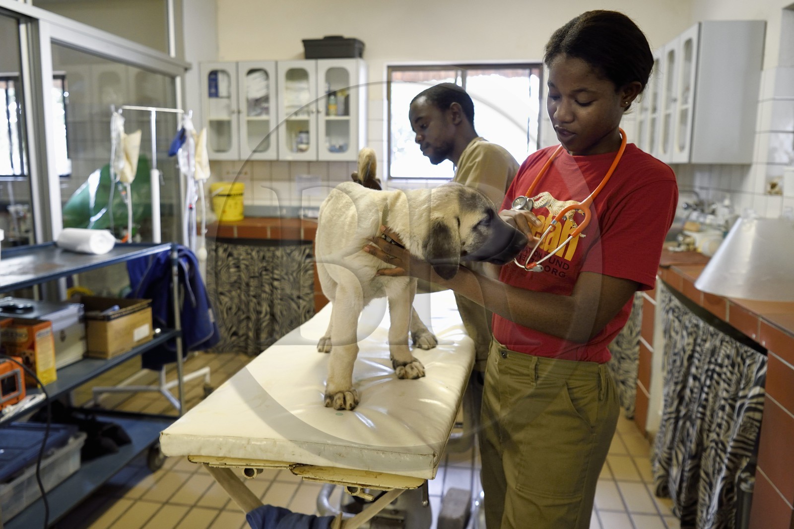 Namibie, Otjiwarongo, Cheetah Conservation Fund, centre de recherche et d'éducation, auscultation d'un jeune chien Berger d'Anatolie aussi connu sous le nom de Kangal dans la clinique vétérinaire par les volontaires Marnety et Sinvula