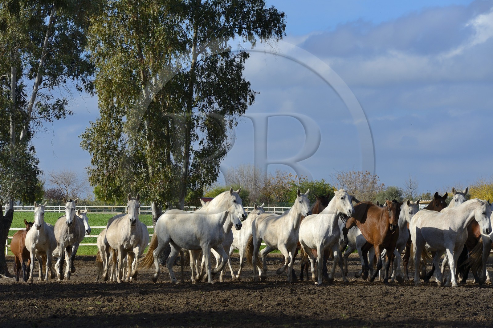 Espagne, Andalousie, province de Séville, Utrera, le haras Ayala (Yeguada Ayala), Pure race espagnole ou PRE (Pura Raza Espanola)
