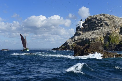 France, Côtes-d'Armor (22), Perros-Guirec, archipel et réserve ornithologique de Sept-Iles,  le voilier traditionnel Sant C'hireg (Saint Guirec) devant l'Ile Rouzic, colonie de fous de Bassan (Morus bassanus), unique point de nidification en France pour plus de 20000 couples