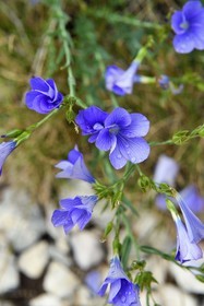 France, Var, Plan d'Aups Sainte Baume, Sainte-Baume Regional Nature Park, Sainte-Baume Massif, perennial flax or blue flax (Linum narbonense)