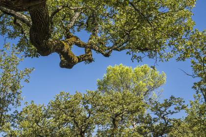 France, Var, Provence Verte (Green Provence), Bras, Academie du Bain de Foret Provencale (Academy of Forest Bathing in Provence), forest of the domaine Le Peyrourier - une campagne en Provence