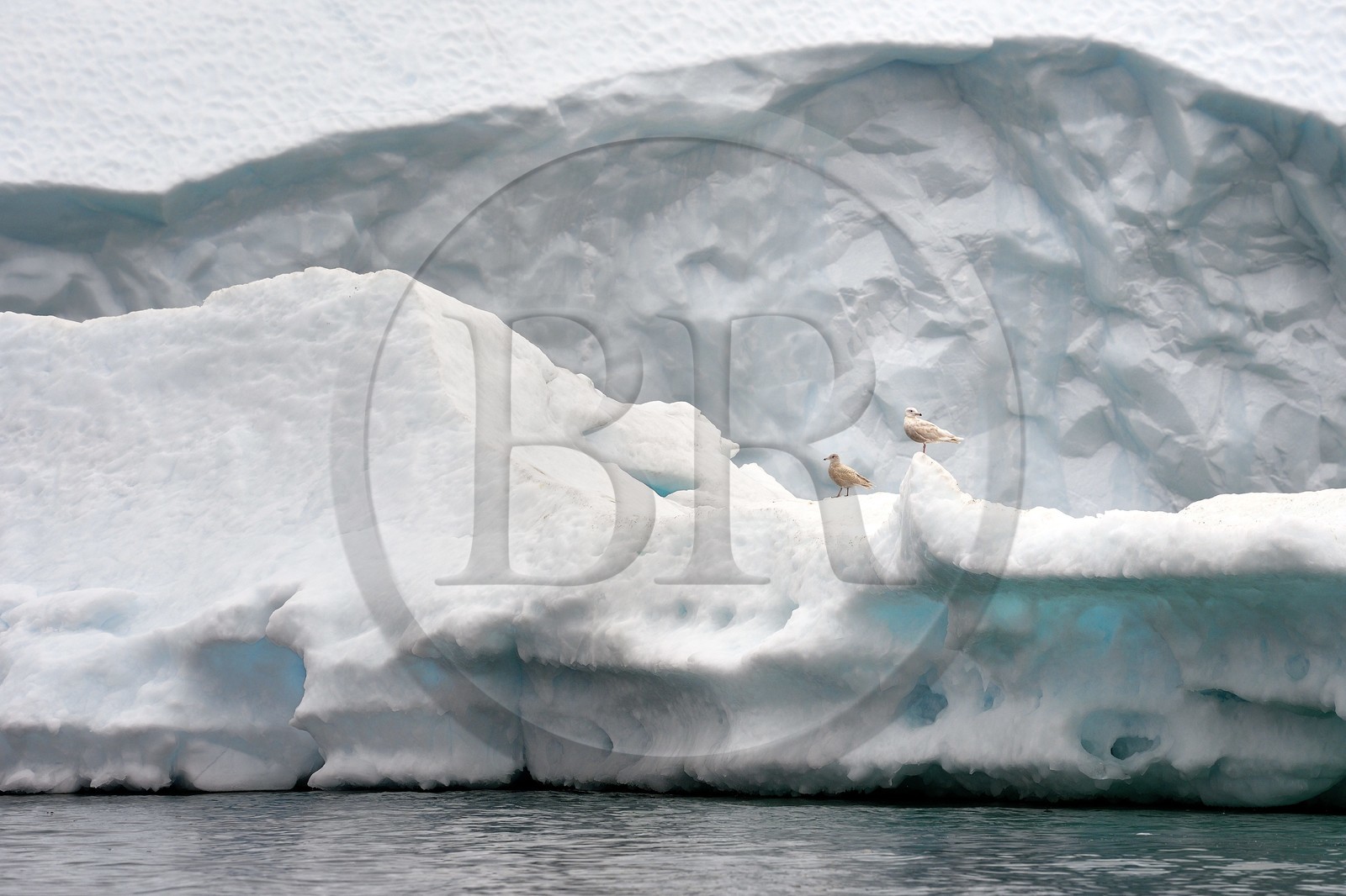 Groenland, cote Nord-Ouest, mer de Baffin, iceberg dans Inglefield Fjord vers Qaanaaq, goéland bourgmestre (Larus hyperboreus) Groenland, cote Nord-Ouest, mer de Baffin, iceberg dans Inglefield Fjord vers Qaanaaq, goéland bourgmestre (Larus hyperboreus)