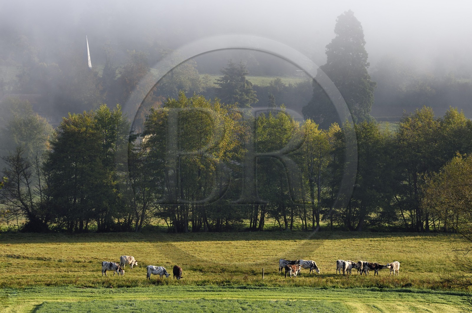 France, Calvados, Pays d'Auge, Saint Germain de Livet, herd of cows and the bell tower of the Saint John church in the background France, Calvados, Pays d'Auge, Saint Germain de Livet, herd of cows and the bell tower of the Saint John church in the background