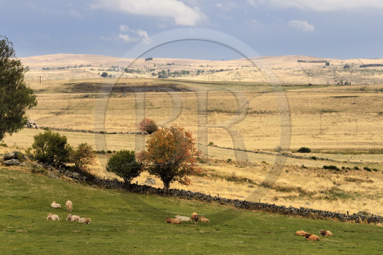 France, Cantal (15), Parc naturel régional de l'Aubrac, plateau de l'Aubrac vers Penaveyre, vaches de race Aubrac