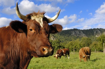France, Calvados, Suisse normande (Norman Switzerland), Clecy, cows in a field