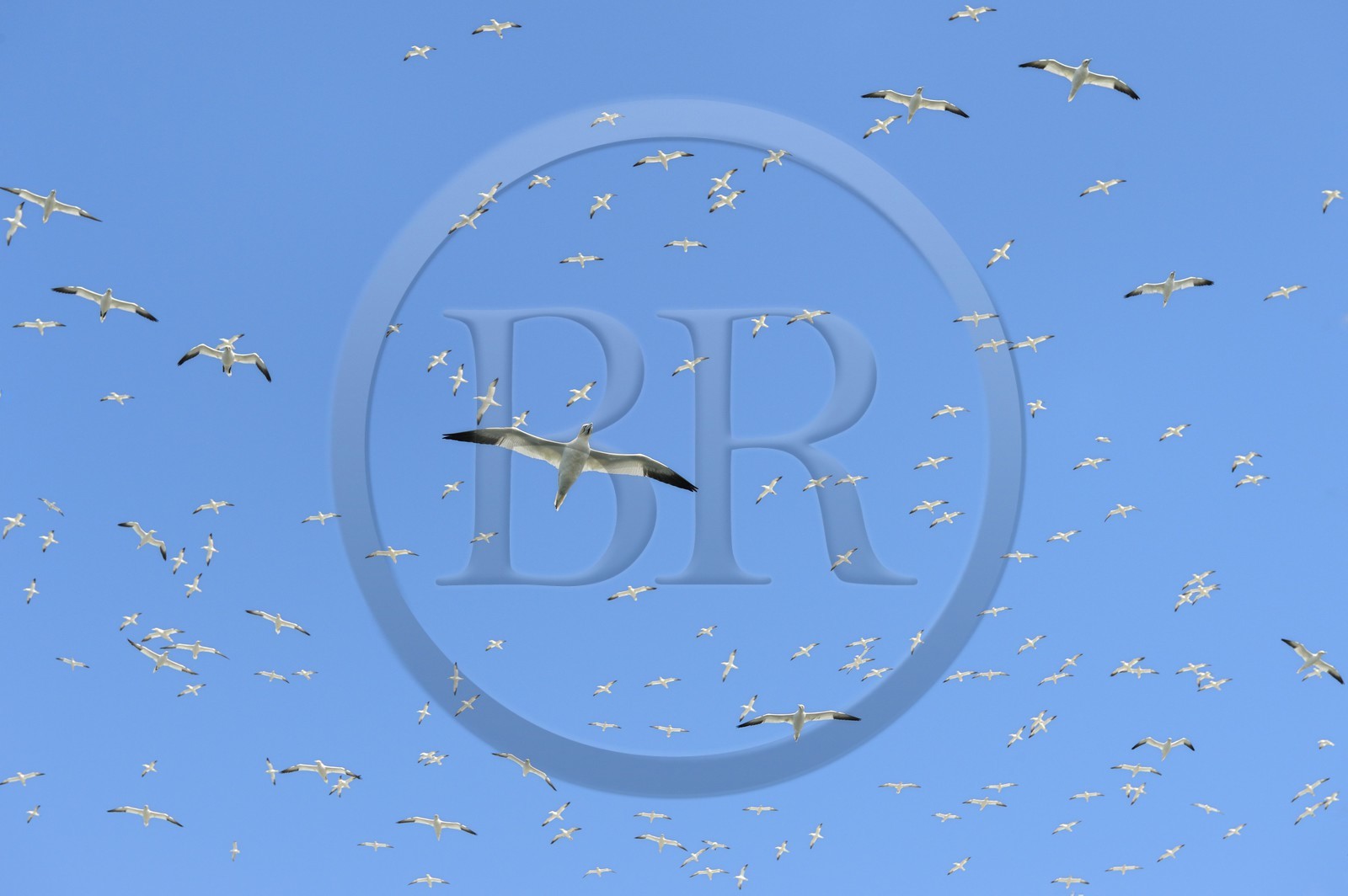 France, Côtes-d'Armor (22), Perros-Guirec, archipel et réserve ornithologique de Sept-Iles, Ile Rouzic, colonie de fous de Bassan (Morus bassanus), unique point de nidification en France pour plus de 20000 couples