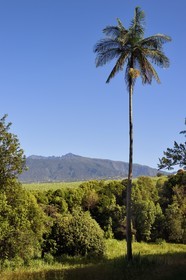 France, Ile de la Reunion, Bérive les Hauts, domaine Isautier Bérive dans les hauts de Saint-Pierre, le Dimitile au premier plan et le Piton des Neiges en arrière plan