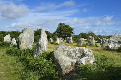 France, Morbihan, Erdeven, row of megalithic standing stones of Kerzerho