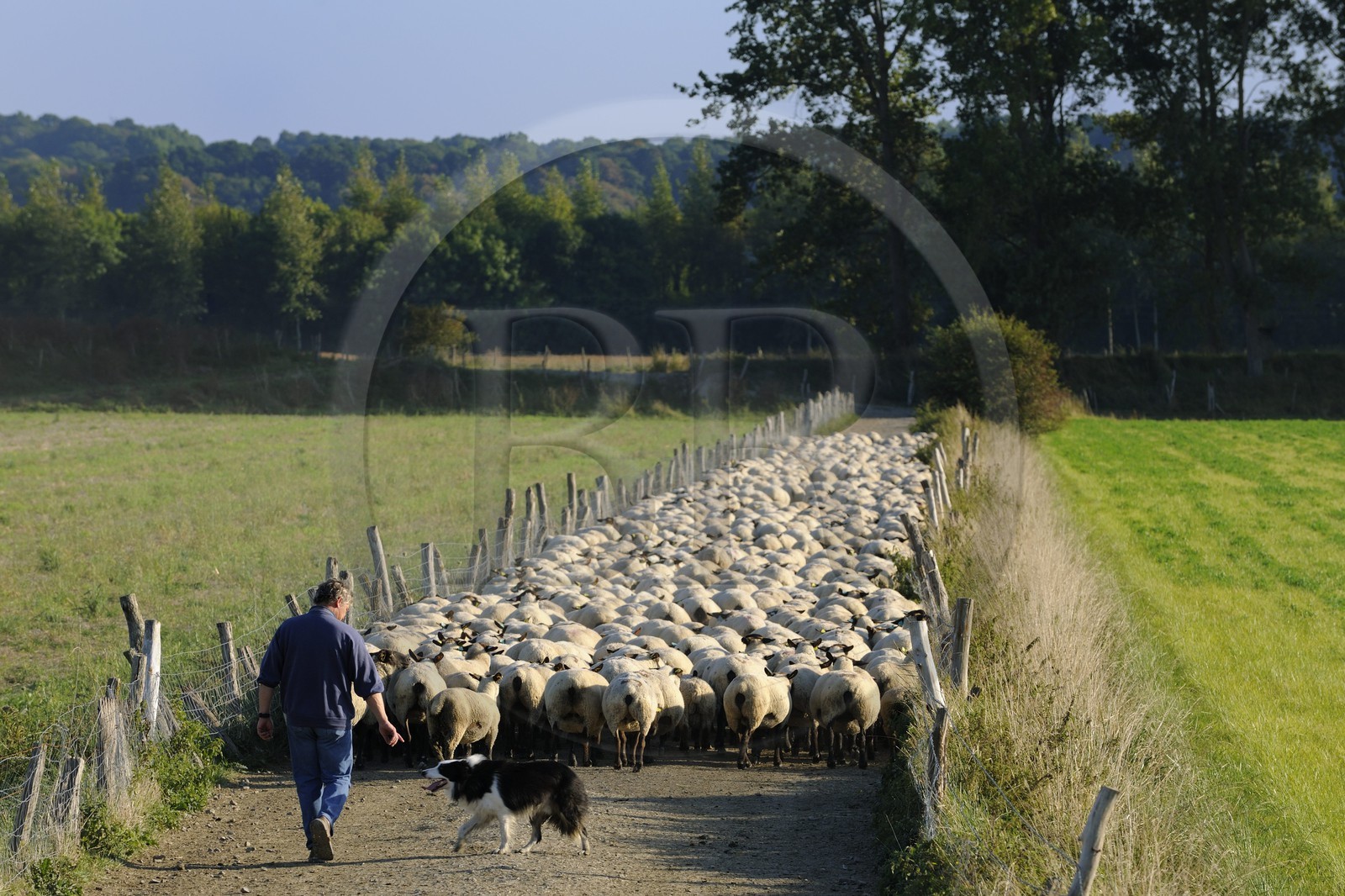 France, Ille et Vilaine, flock of salt marshes sheeps of the Mont Saint Michel