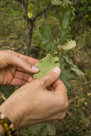 France, Var, Provence Verte (Green Provence), Bras, Academie du Bain de Foret Provencale (Provencal Forest Bath Academy), forest of the domaine Le Peyrourier - une campagne en Provence, touch of oak leaf