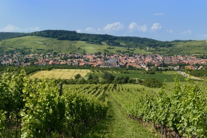 France, Bas-Rhin (67), Route des Vins d'Alsace, Westhoffen, le village et son vignoble