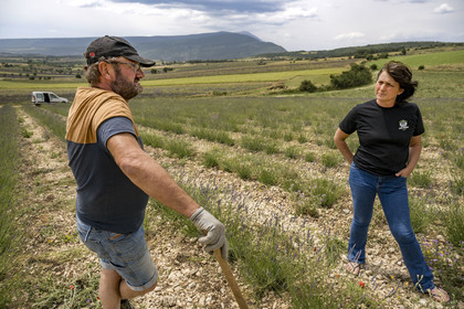 France, Drome, Drome Provencale, Sault district, Ferrassieres, Lavender growers Nathalie and Jean-Pierre Busi dig their lavender field to remove weeds