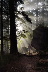 France, Bas Rhin, Mont Saint Odile, hike along the Pagan Wall, vestige of a wall probably from the Merovingian period with a total length of eleven kilometers, sunrise in the early morning mist
