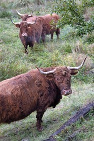 France, Bas Rhin, Northern Vosges Regional Natural Park, Niedersteinbach, highland cows introduced in the 1990s to clear wetland wastelands from valleys
