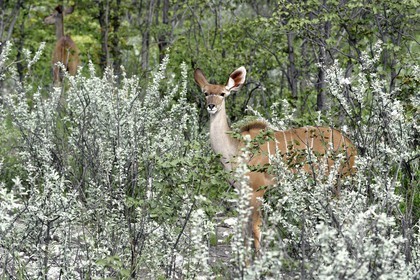 Namibie, région de Oshikoto, Parc National d'Etosha, grand koudou (Tragelaphus strepsiceros) femelle