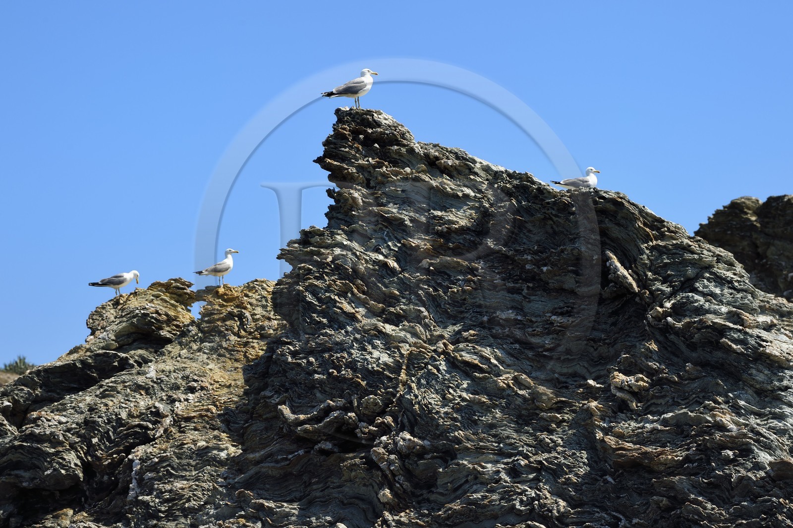 France, Var (83), Six-Fours-les-Plages, Ile des Embiez, pointe Saint-Pierre, goelands sur un rocher