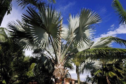 France, île de la Réunion, palmier