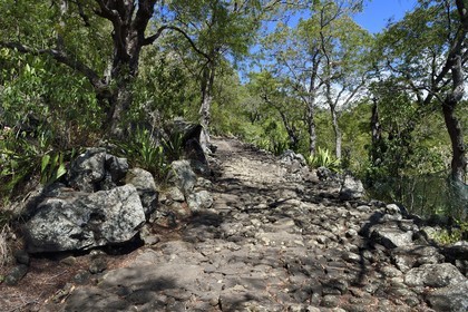 France, Ile de la Reunion, La Possession, ravine de la Grande Chaloupe, le chemin Crémont aussi appelé chemin des Anglais, ancienne route pavé de basalte depuis 1775 qui longe le bord de la falaise de la cote nord-ouest devenu sentier de randonnée