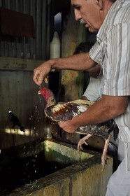 France, Ile de la Reunion, Petit Tampon, combat de coqs dans le Rond de Coq