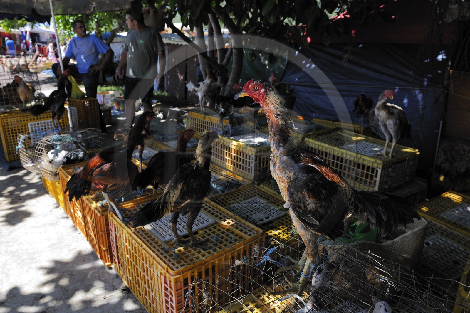 France, île de la Réunion, Saint-Pierre, le marché du samedi, les étals de volaille