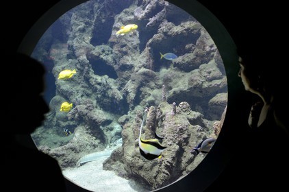 France, Finistère (29), Brest, Océanopolis