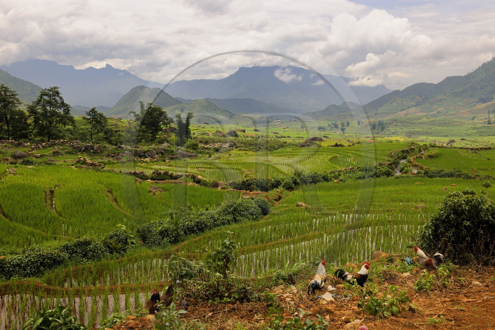 Vietnam, province de Lao Cai, région Nord-Ouest de Sapa, village de Mong Xoa de la minorité Hmong Bleu