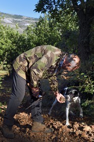 France, Var (83), Bauduen, recherche des truffes dans la truffière du Domaine du Hameau des Clos, le trufficulteur Marcel Demaria avec son chien et truffe blanche d’été (Tuber aestivum) dite encore truffe de la Saint-Jean