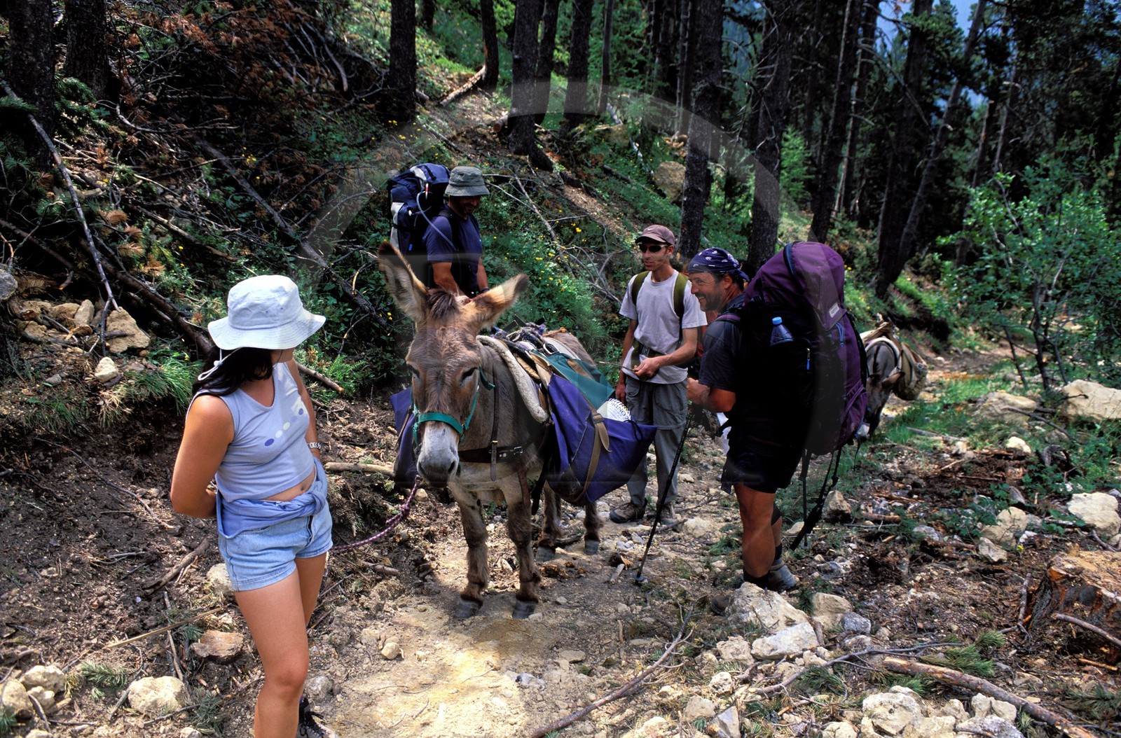 France, Hautes-Alpes (05), randonnée avec ânes sur un sentier au col des Thures au nord de Briançon