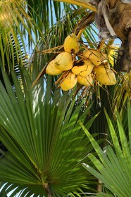 France, Ile de la Reunion, Petite Ile, jardin tropical