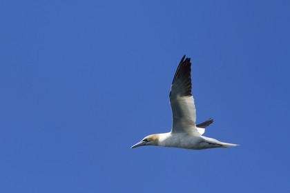France, Cotes-d'Armor, Perros-Guirec, Sept-Iles Archipelago and bird sanctuary, Rouzic island, northern gannet (Morus bassanus)