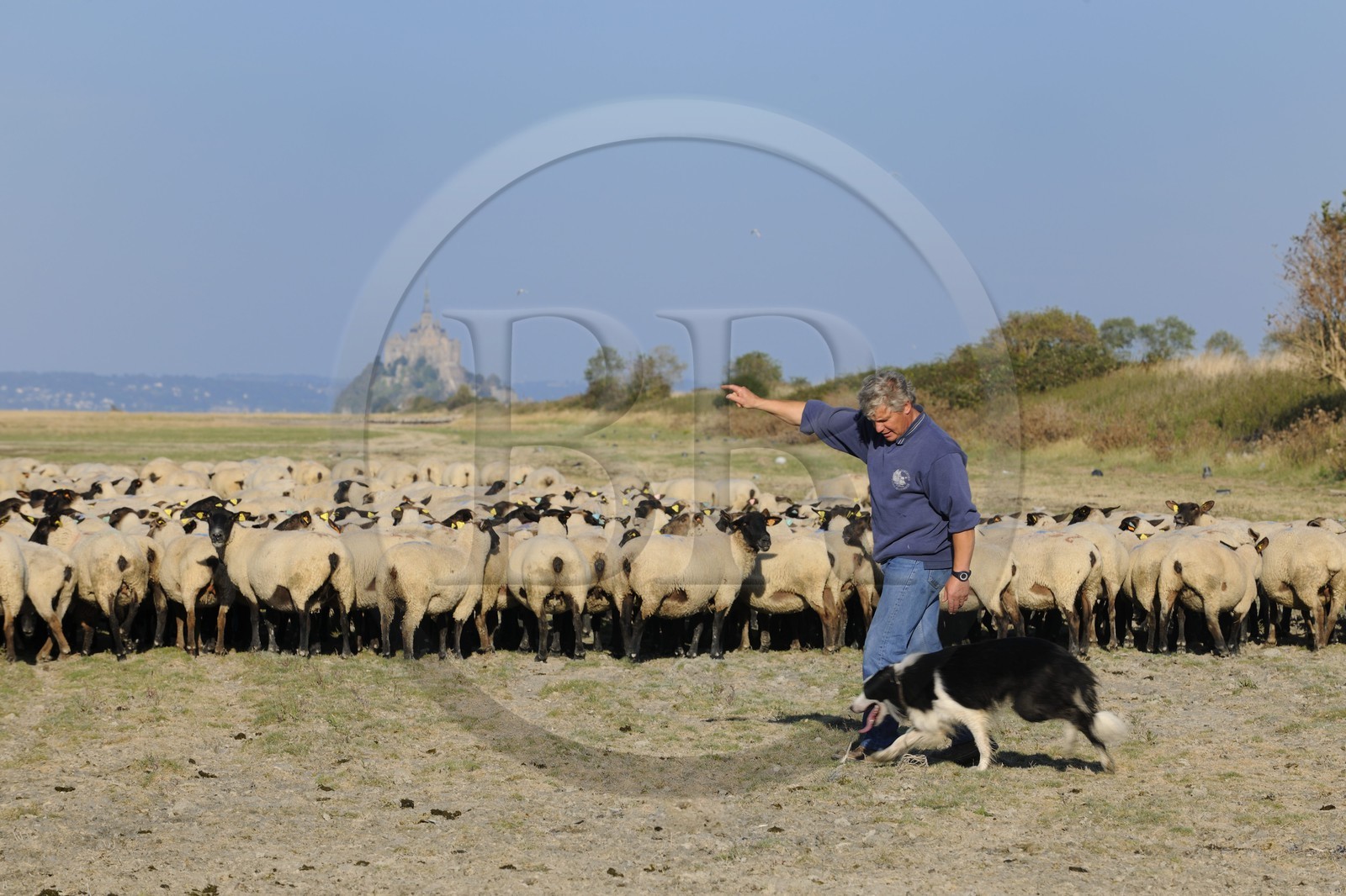 France, Ille et Vilaine, salt marshes of the Mont Saint Michel, Yannick Frain, farmer breeder of salt marshes sheep