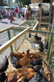 France, Saône et Loire (71), Louhans, le marché à la volaille du lundi