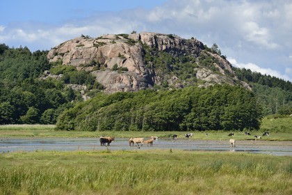 Sweden, Västra Götaland, cows on the edge of a fjord at Bovallstrand on the West Coast